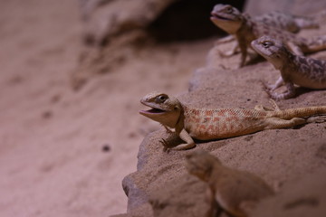 lizard in stone
