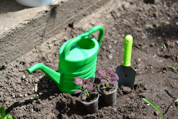 Planting young flowers, seedlings in the spring on a sunny, warm, clear day. Wonderful ornamental plant colius, variety black dragon