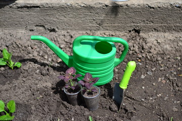 Planting young flowers, seedlings in the spring on a sunny, warm, clear day. Wonderful ornamental plant colius, variety black dragon
