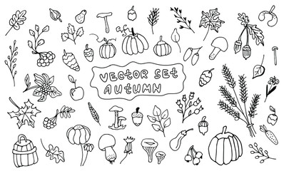 vector set season autumn time on a white background.Hand drawn vector illustration for greeting cards, posters and seasonal design. autumn set doodle black and white