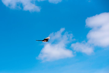 Magpie in flight blue sky