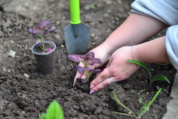 Planting young flowers, seedlings in the spring on a sunny, warm, clear day. Wonderful ornamental plant colius, variety black dragon