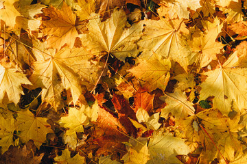 Autumn background. Yellow fallen maple leaves lit by the sun. Wallpaper.