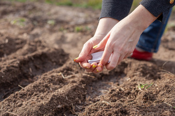 planting seeds in the garden. Wholesome food will grow soon
