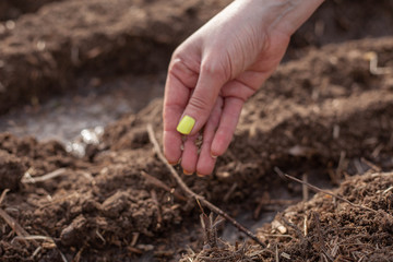 planting seeds in the garden. Wholesome food will grow soon
