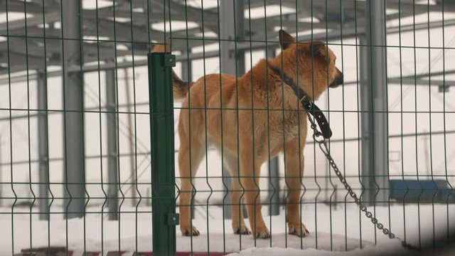 A guard dog on a chain barks and guards the territory.