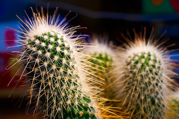 roślina, zielony piękkny ciepły kaktus 