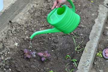 Planting young flowers, seedlings in the spring on a sunny, warm, clear day. Wonderful ornamental plant colius, variety black dragon