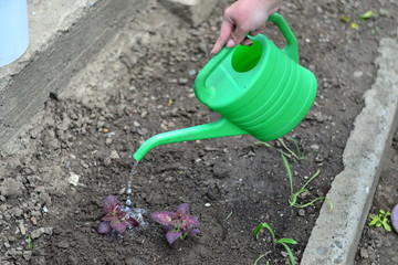 Planting young flowers, seedlings in the spring on a sunny, warm, clear day. Wonderful ornamental plant colius, variety black dragon