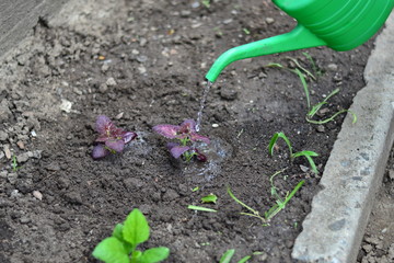Planting young flowers, seedlings in the spring on a sunny, warm, clear day. Wonderful ornamental plant colius, variety black dragon