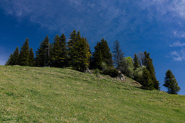 Pine forest and meadow in the mountains on the background of the sky with clouds.