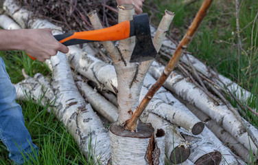 Obraz premium guy with an ax cuts trees.young worker man hand saws with wood.