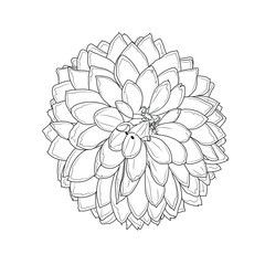 Dahlia