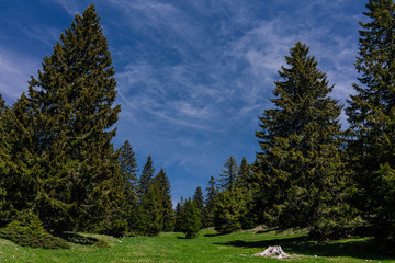 Fototapeta na wymiar Pine forest and meadow in the mountains on the background of the sky with clouds.