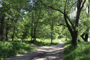 Fototapeta premium La promenade du bas Rhône à Lyon le long du fleuve Rhône au sud du pont Raymond Poincaré - Ville de Lyon - Département du Rhône - France