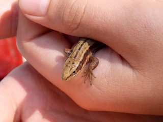 Little lizard of yellow-brown color in boy's hand