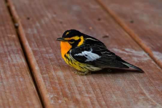 Bright, colorful Blackburnian warbler. Orange, yellow, black, white bird. Close up image. 