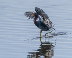 A Little Blue Heron (Egretta caerulea) flaps it's wings as it wades looking for food in Florida, USA.