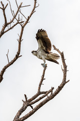 An osprey (Pandion haliaetus) balances on a dead tree on a very windy day in Merritt Island National Wildlife Refuge in Florida, USA.