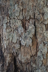 tree bark texture