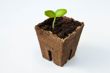 Young seedlings of zucchini in pots on a white background. How to grow food at home. seedlings of green plants and home gardening
