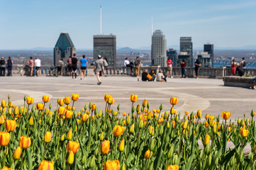 Yellow tulips blooming at top of Mount Royal, Montreal skyline in distance