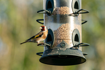 European goldfinch (Carduelis carduelis) on a bird feeder