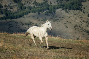 Obraz na płótnie Canvas Wild horse running