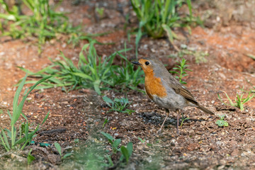European robin (Erithacus rubecula) sitting on the ground