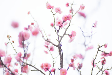 梅の花