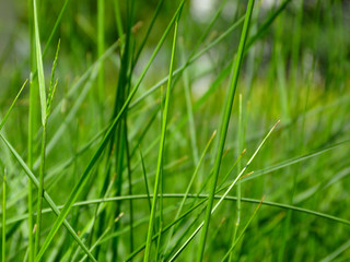 Naklejka premium soft green image of grass blade close-up with blurred green background in the distance. spring freshness. beauty in nature. abstract view. gardening and landscaping concept.