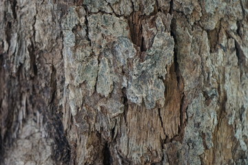 tree bark texture