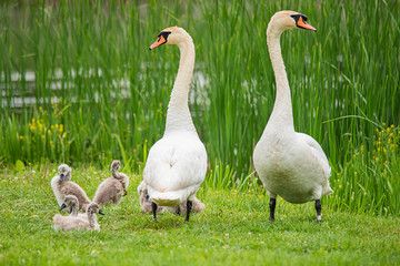 Family of swans. Mother, Father, and their babies at shoreline in nature. Swan family with chicks in the nature. 