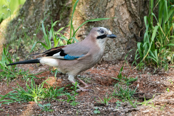 Eurasian jay (Garrulus glandarius) sitting on the ground