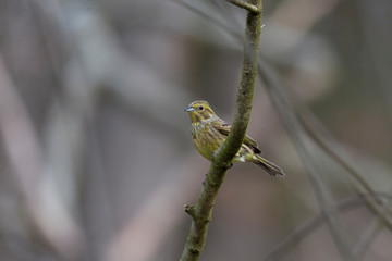 Yellowhammer looks for food on the forest floor