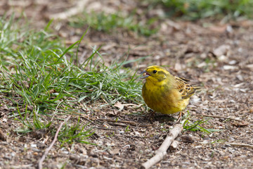 Yellowhammer looks for food on the forest floor