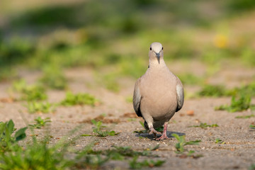 Eurasian collared dove (Streptopelia decaocto) walking towards the camera