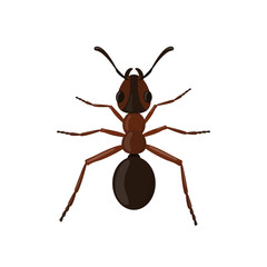 Ant isolated on white background. Insect illustration