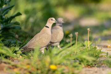 A couple of Eurasian collared doves (Streptopelia decaocto)