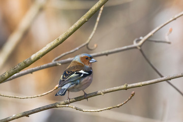 Chaffinch on a branch in autumn forest