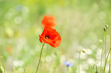 Green field of poppy flowers, amazing landscape, nature photo