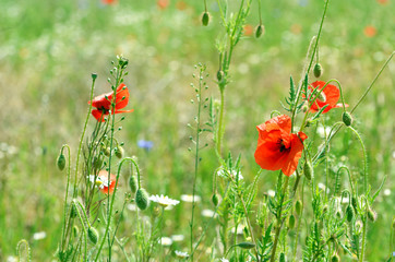 Green field of poppy flowers, amazing landscape, nature photo