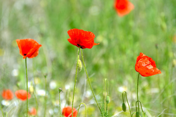 Green field of poppy flowers, amazing landscape, nature photo