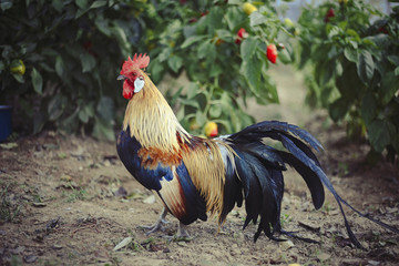 Close up of head of golden rooster standing on traditional rural barnyard in the morning. Portrait of colorful long-tailed Phoenix cockerel in chicken coop. Cock walk and feed in henhouse on farmyard