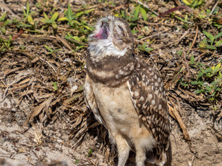 Burrowing Owl (Athene cunicularia) yawning in Cape Coral Florida