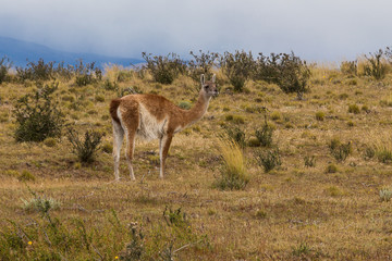 Naklejka na ściany i meble Single guanaco (Lama guanicoe) in Torres del Paine national park, Patagonia, Chile