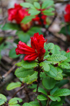 Beautiful red rhododendron buds open in spring in the park.