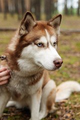The dog is walking in the woods. Husky dog. Brown husky. 