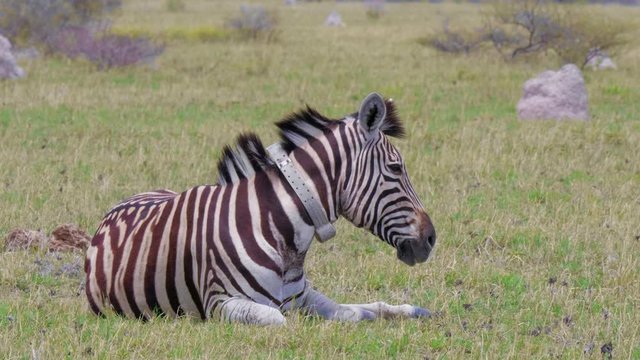 Wild Zebra With Collared On Neck Lying On The Ground In Botswana, Africa . - medium shot