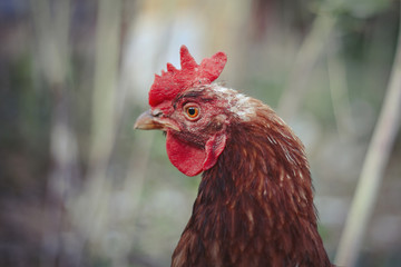 Hens feed on the traditional rural barnyard. Hen standing in grass on rural garden in countryside. Close up of chicken standing at barn yard with chicken coop. Free range poultry farming